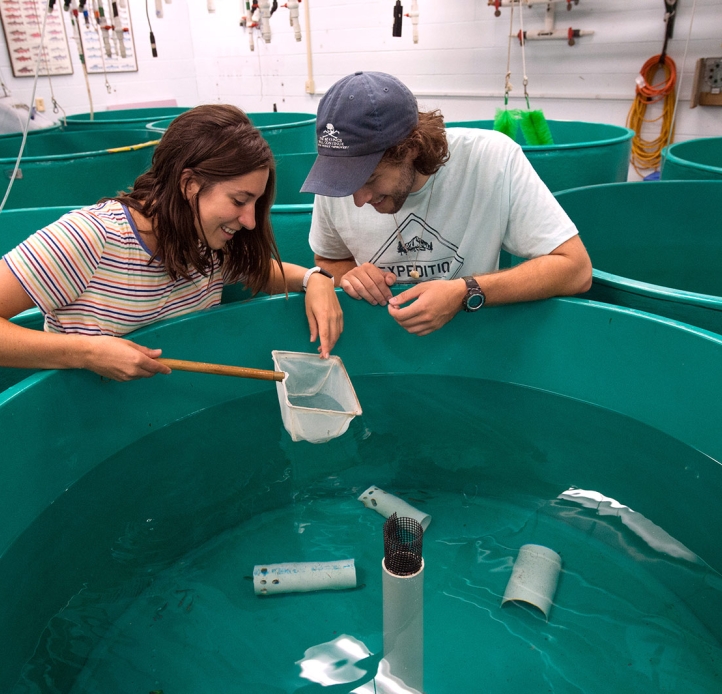 Students studying water tub containing specimens